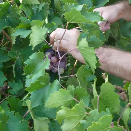 Hort De L'aubert Cretas