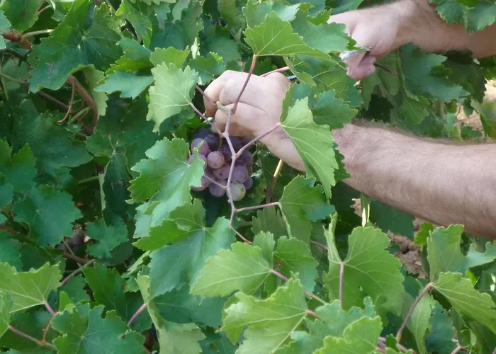 Hort De L'aubert Cretas