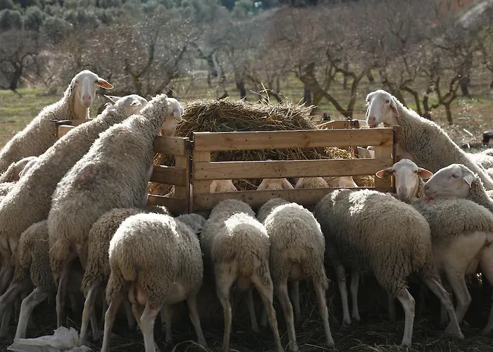 Apartamento Hort De L'aubert